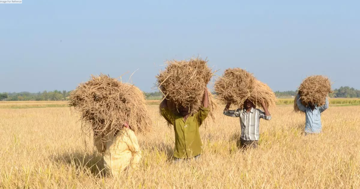 India sets record foodgrain production target of 332 million tonnes for 2023-24